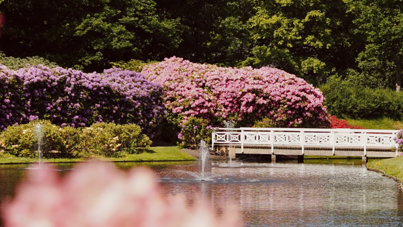 Rhododendronparken