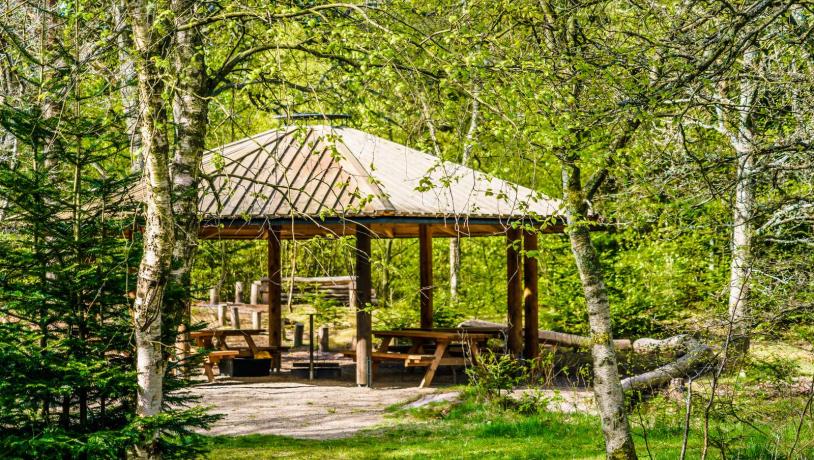 Ålbæk Klitplantage