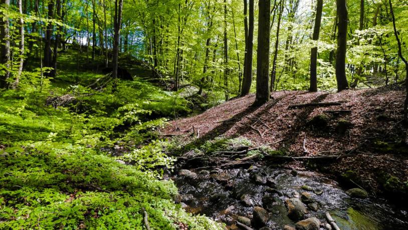 Forårsgrønne træer i Sæby Skov