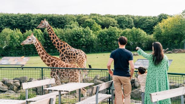 Mennesker kigger på giraffer